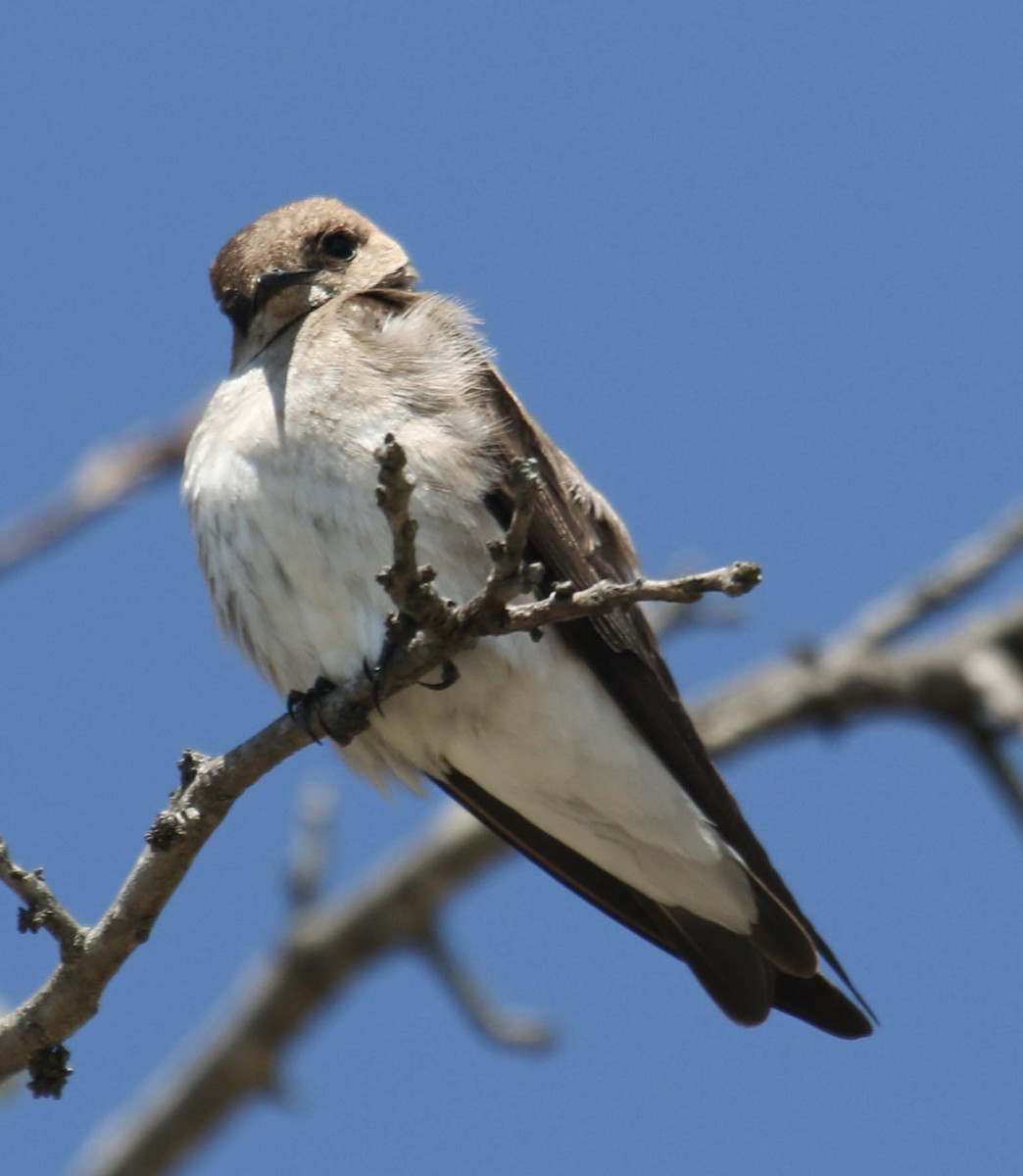 Northern Rough-winged Swallow - Jeff Mills