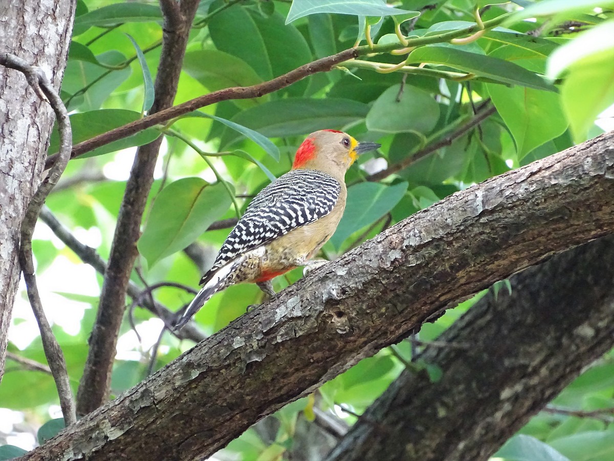 Yucatan Woodpecker - ML95273671
