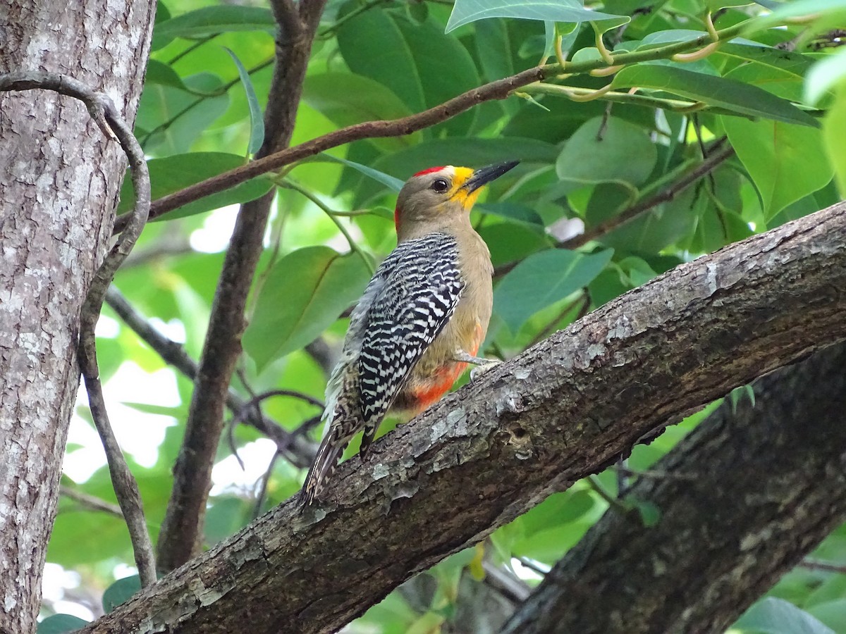 Yucatan Woodpecker - ML95273811