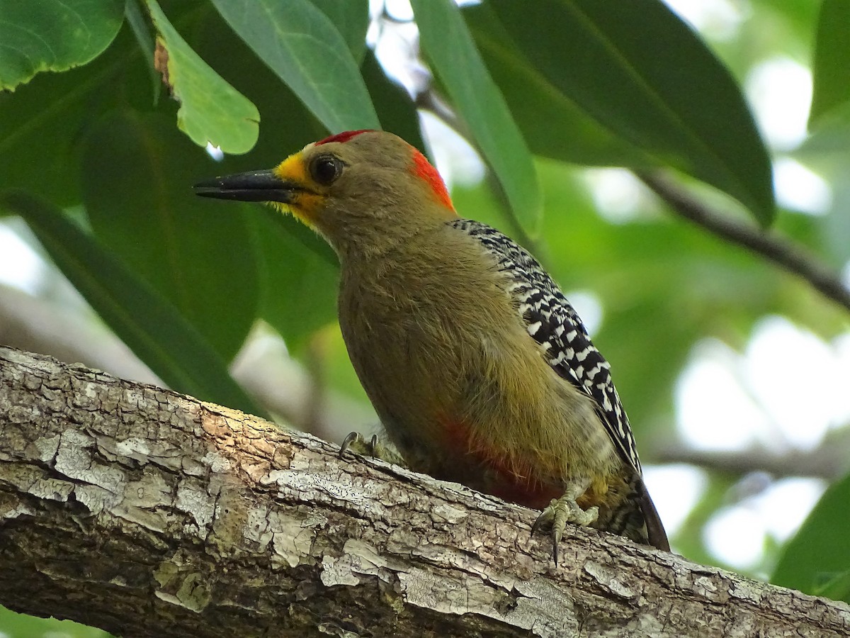 Yucatan Woodpecker - ML95273851