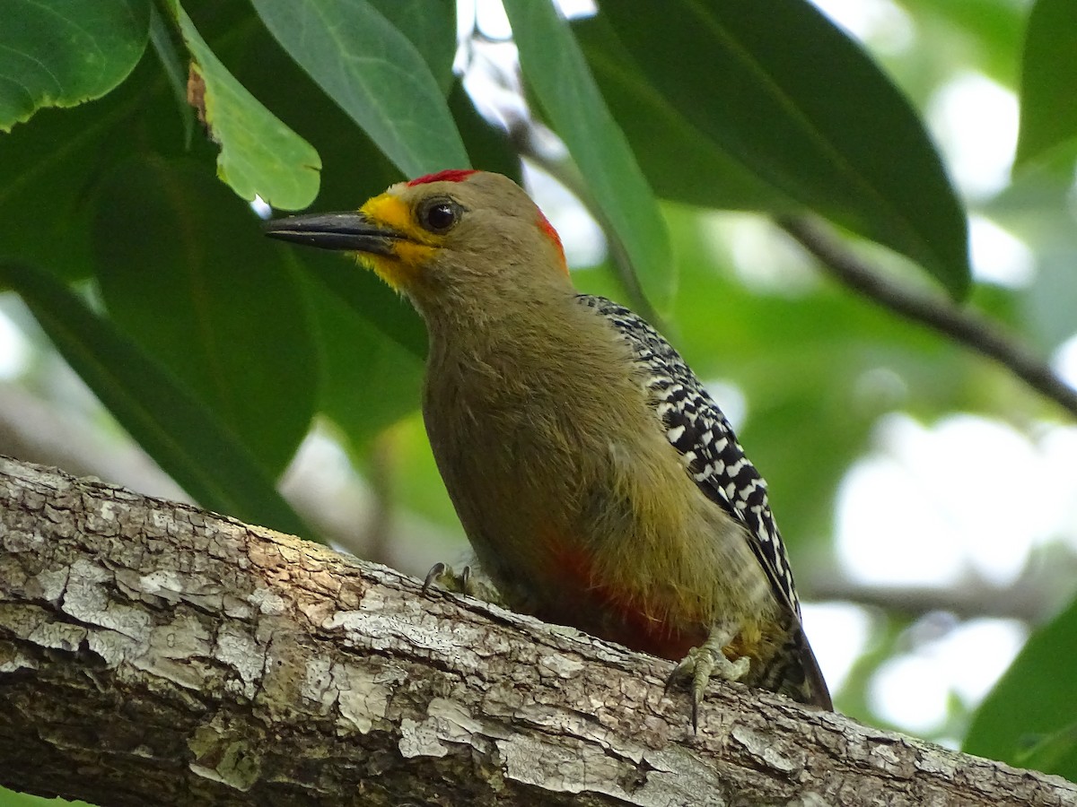 Yucatan Woodpecker - Alfonso Auerbach