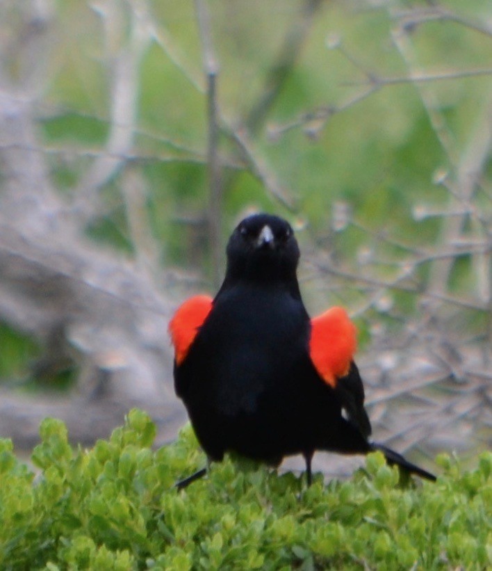 Red-winged Blackbird - Margaret Merar