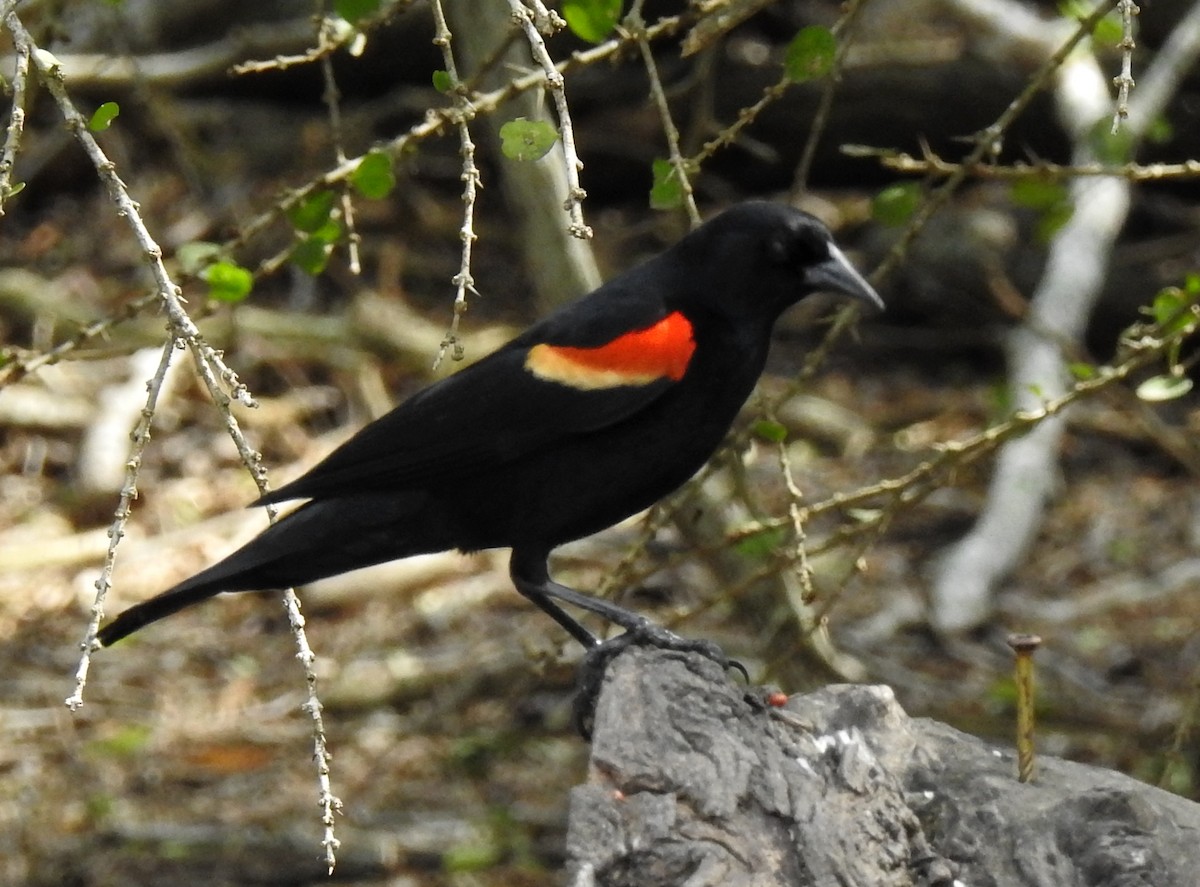 Red-winged Blackbird - Lauri Taylor