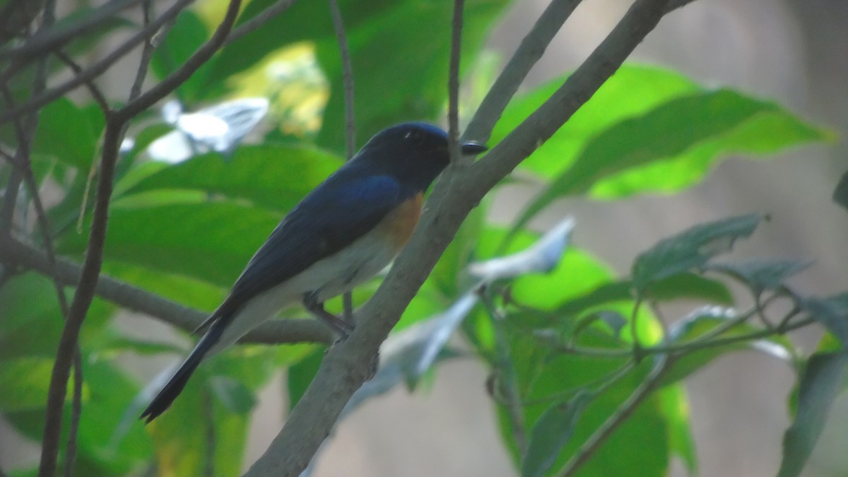 Blue-throated Flycatcher - Lakhan kohli