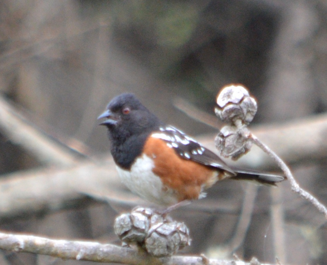 Spotted Towhee - ML95276211