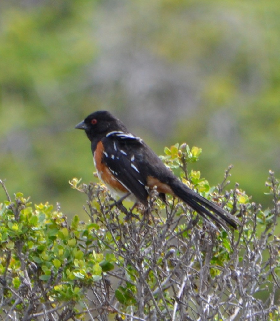 Spotted Towhee - ML95276221
