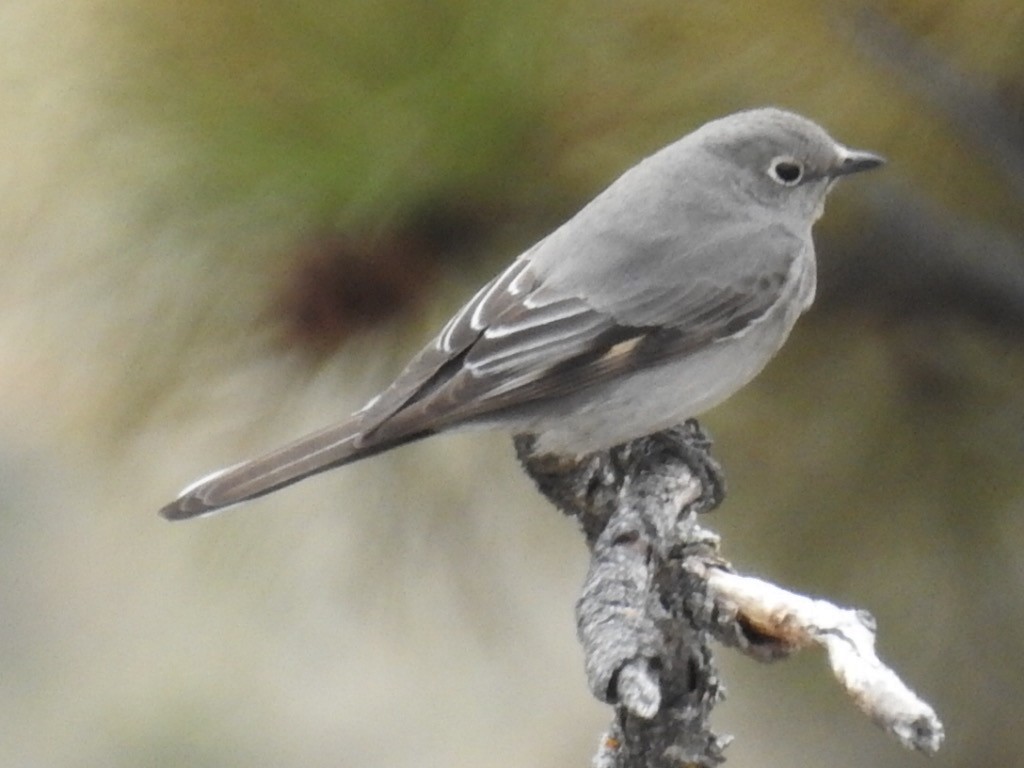 Townsend's Solitaire - Stephen  Spector
