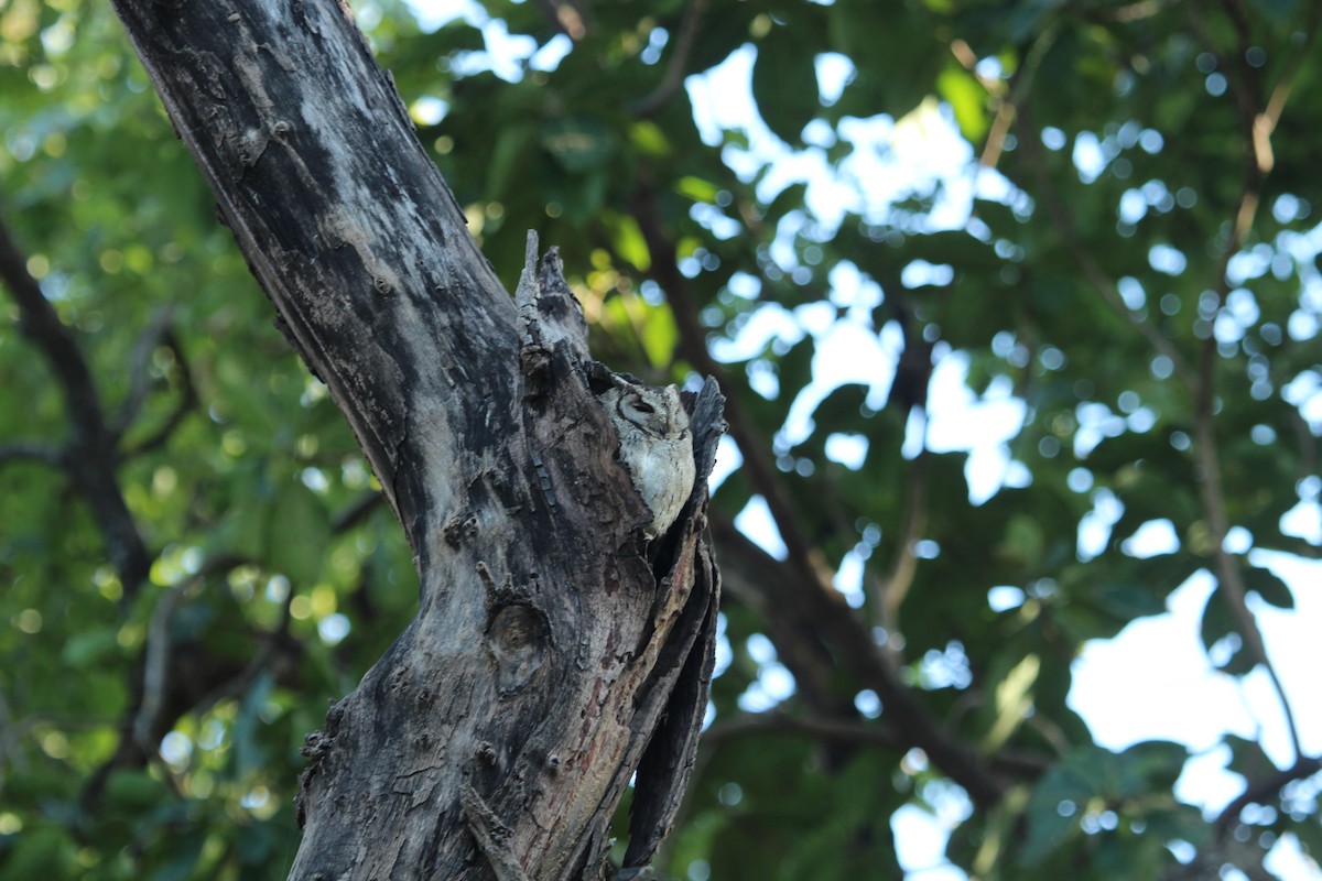 Indian Scops-Owl - SHARMILA Abdulpurkar