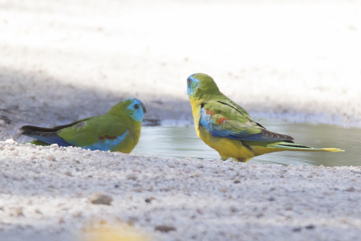 Turquoise Parrot - John Cantwell