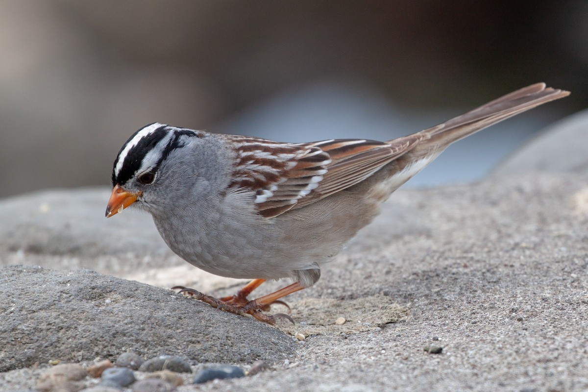 White-crowned Sparrow (Gambel's) - ML95281981