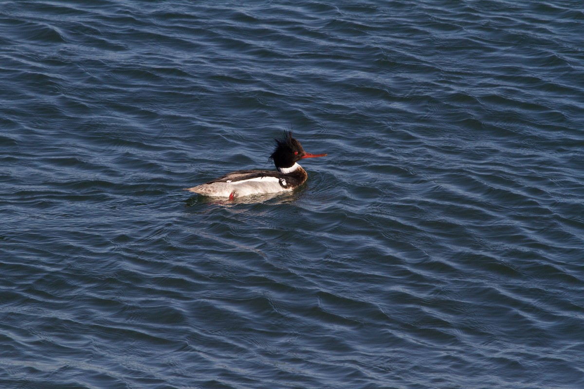 Red-breasted Merganser - Nathan French