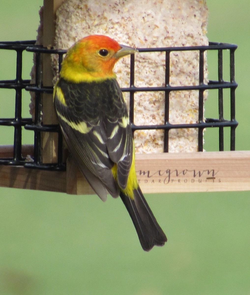 Western Tanager - ML95282561