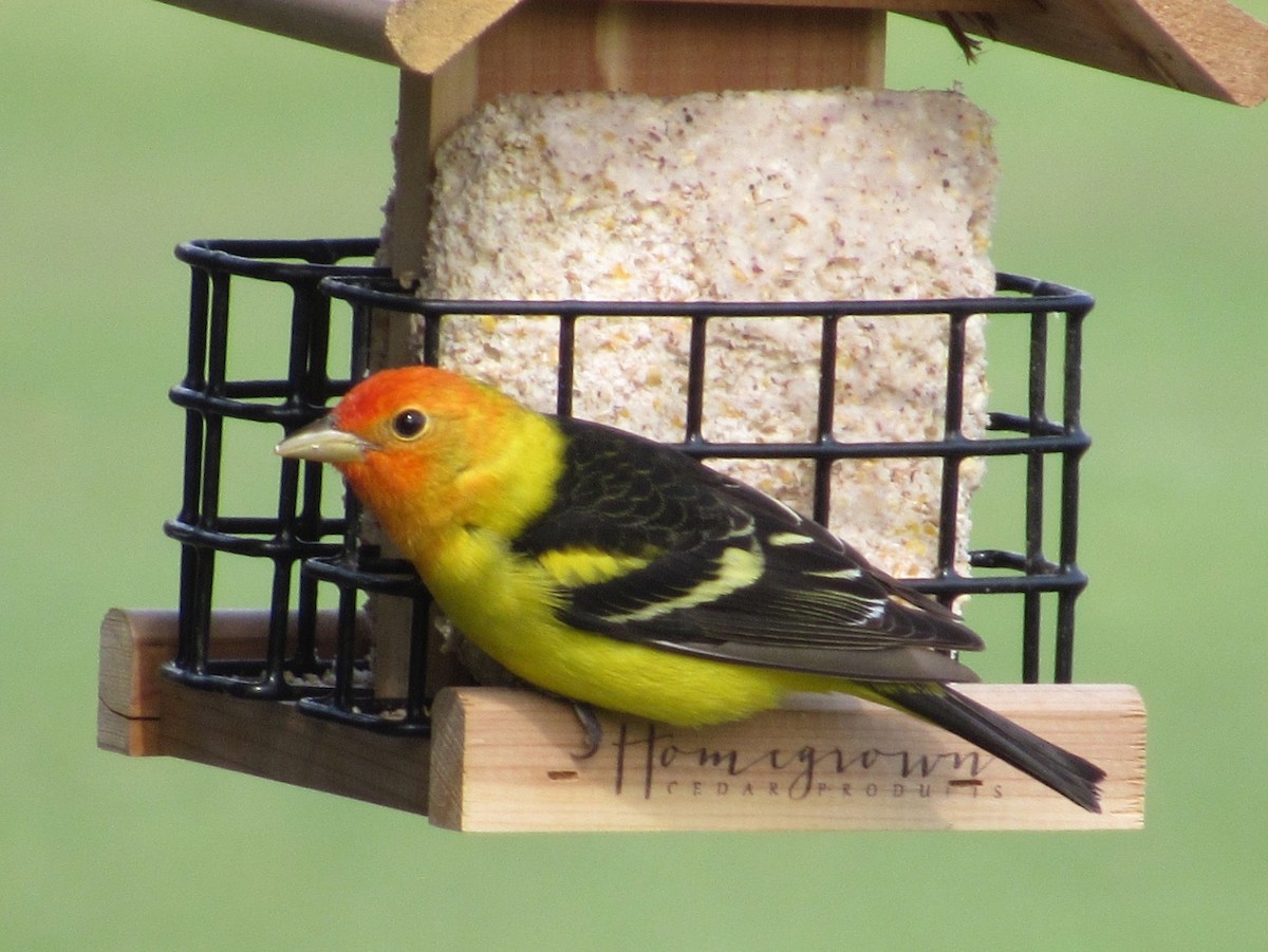 Western Tanager - ML95282571