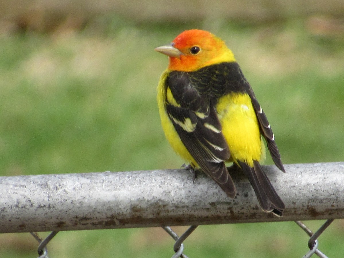 Western Tanager - ML95282611