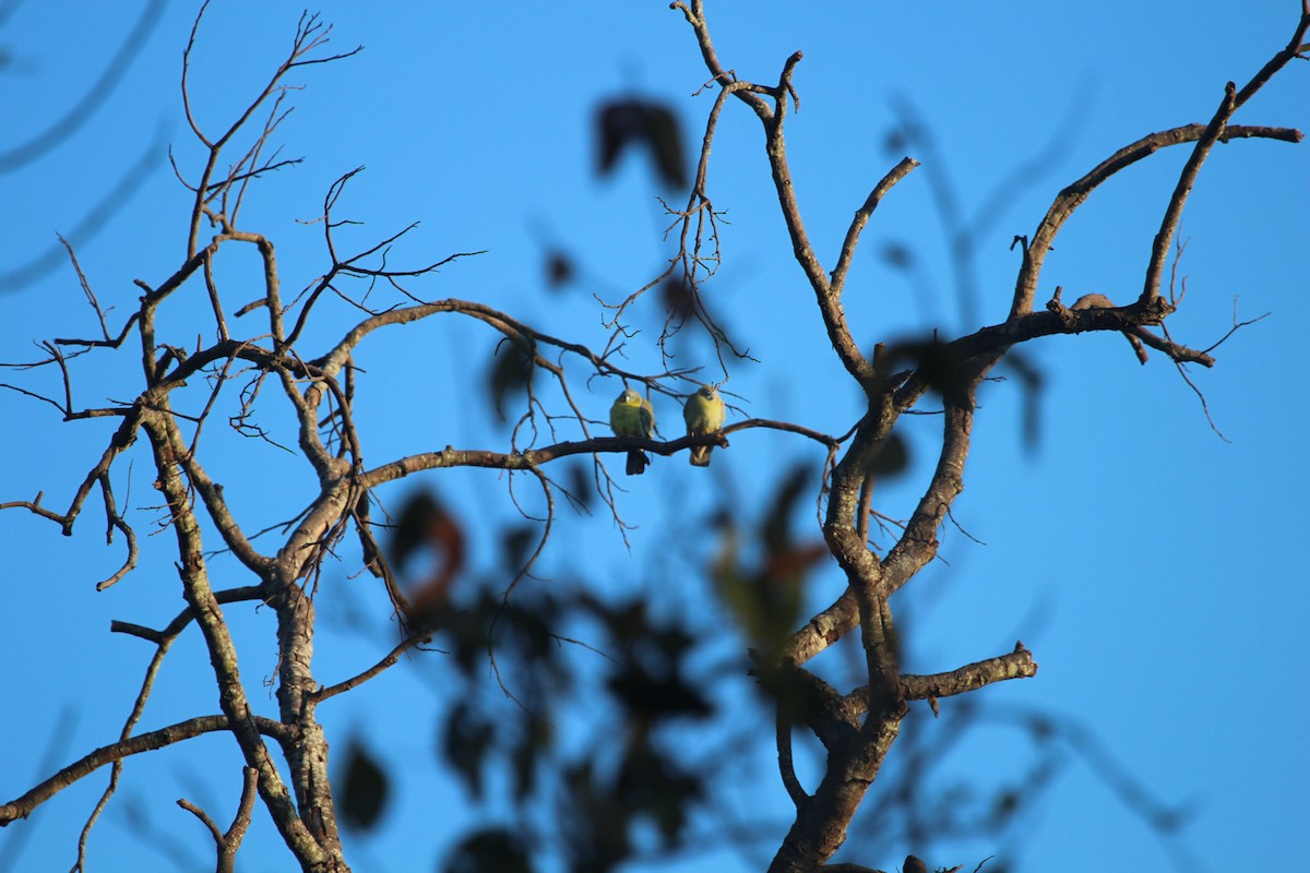 Yellow-footed Green-Pigeon - ML95282831