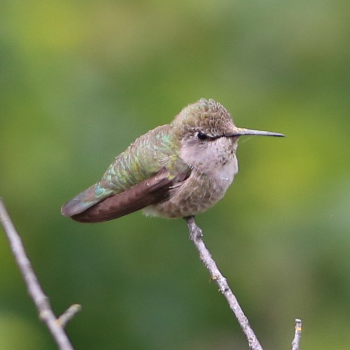 Costa's Hummingbird - Pete Dunten