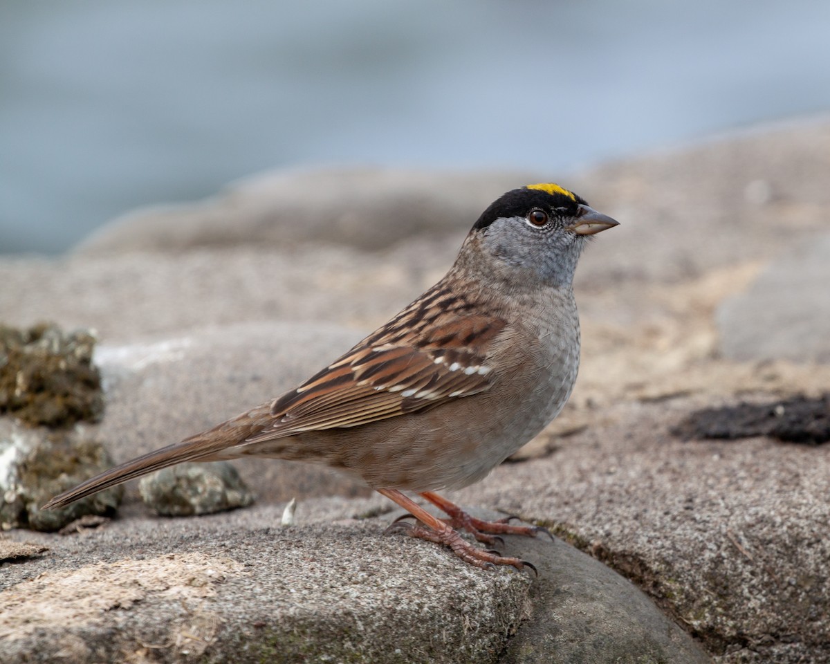 Golden-crowned Sparrow - ML95284141
