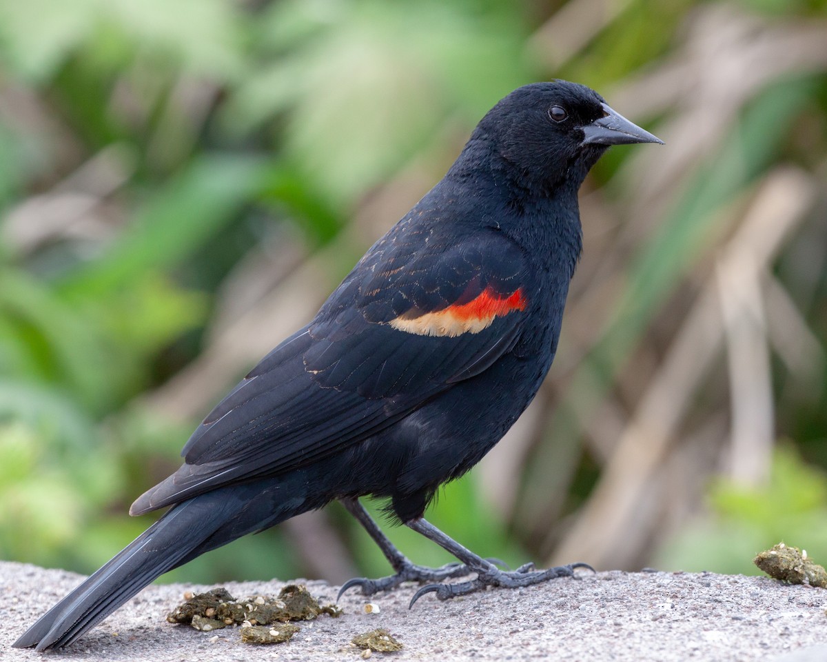 Red-winged Blackbird - ML95284261