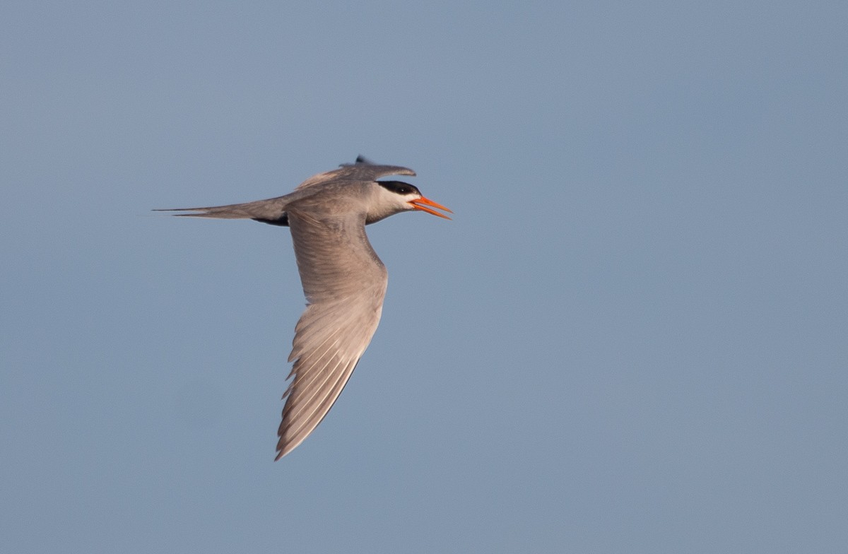Black-bellied Tern - ML95289981