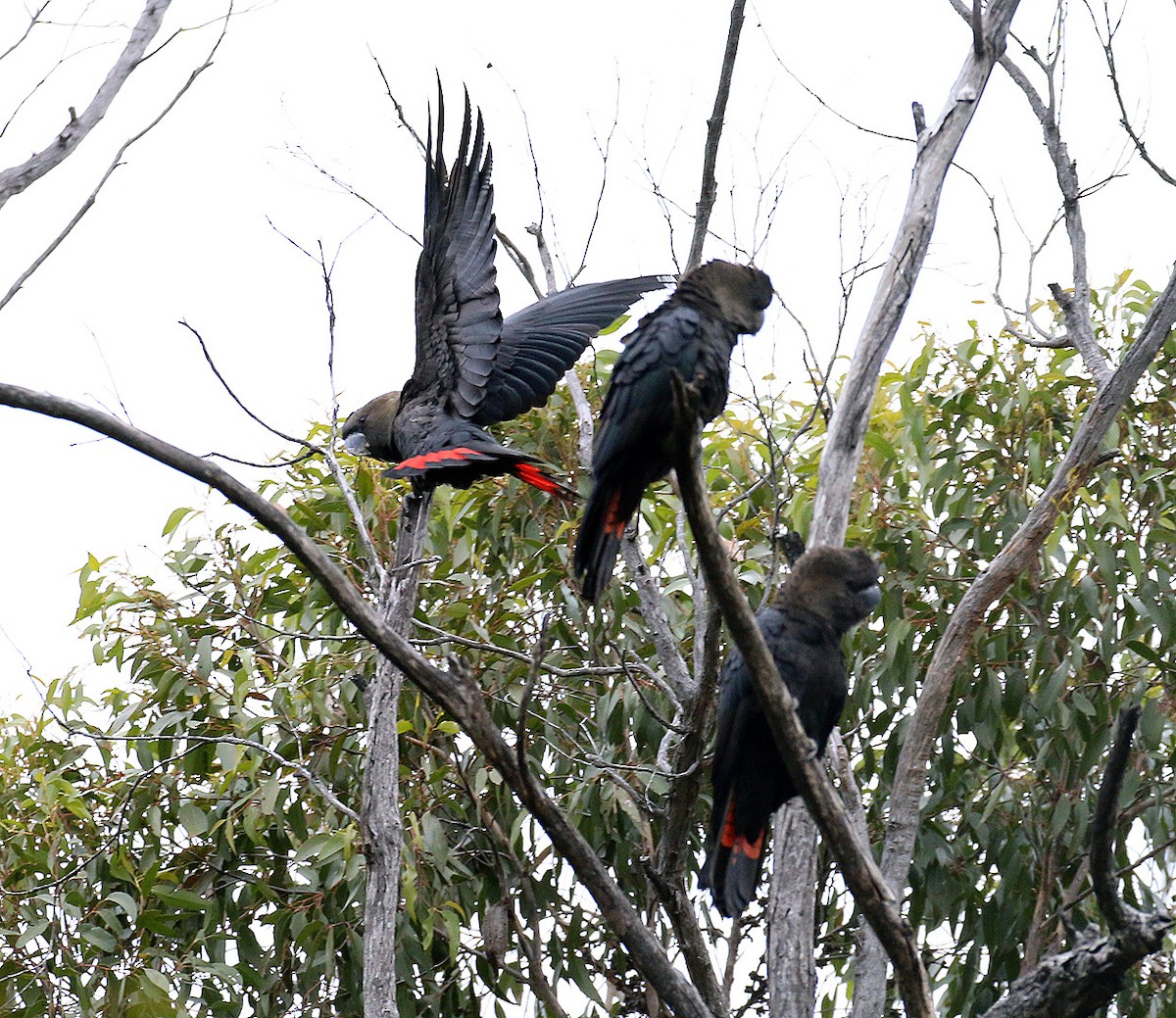 Glossy Black-Cockatoo - Peter Bennet