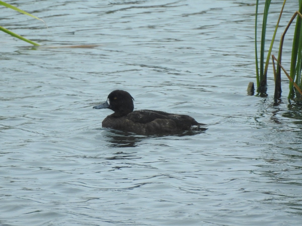 Tufted Duck - ML95292551