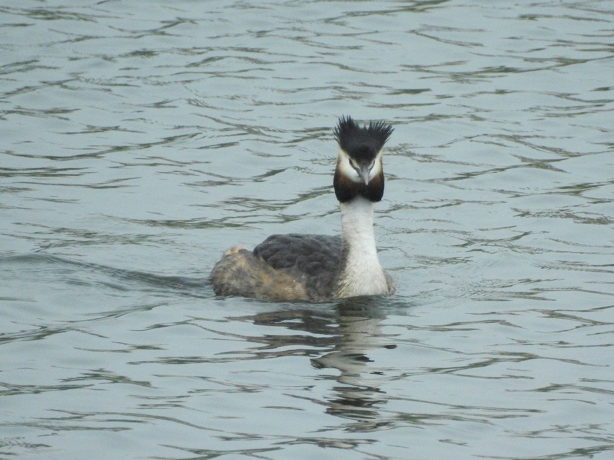 Great Crested Grebe - ML95292571