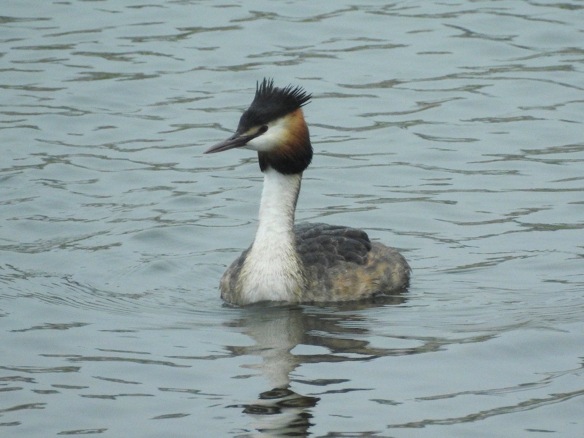 Great Crested Grebe - ML95292581
