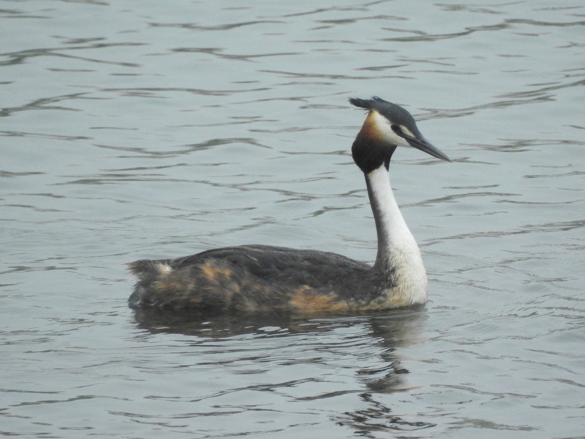 Great Crested Grebe - ML95292591