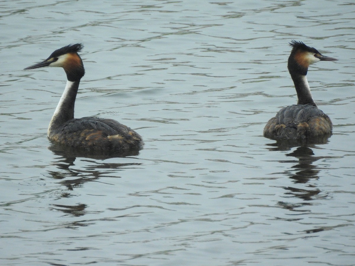 Great Crested Grebe - ML95292611