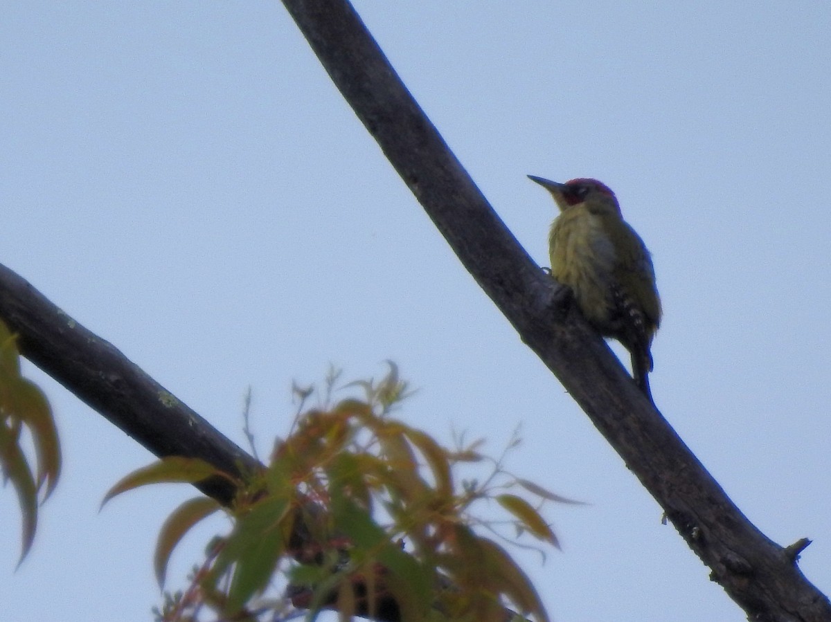 Iberian Green Woodpecker - ML95292761