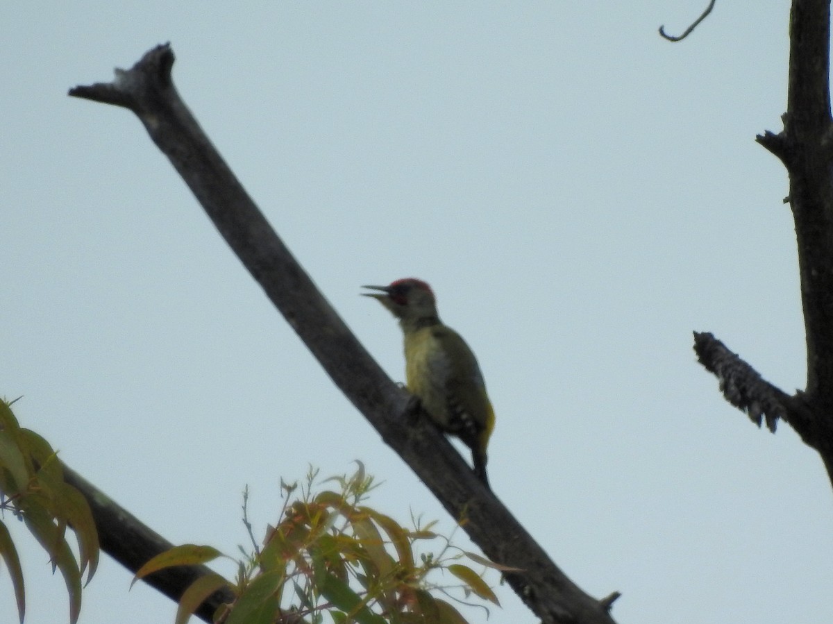 Iberian Green Woodpecker - ML95292771