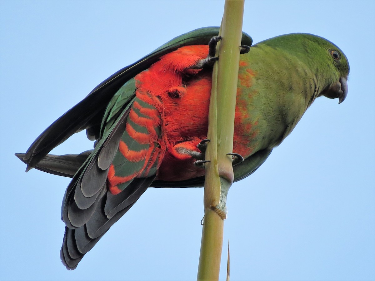 Avustralya Kral Papağanı - ML95293051