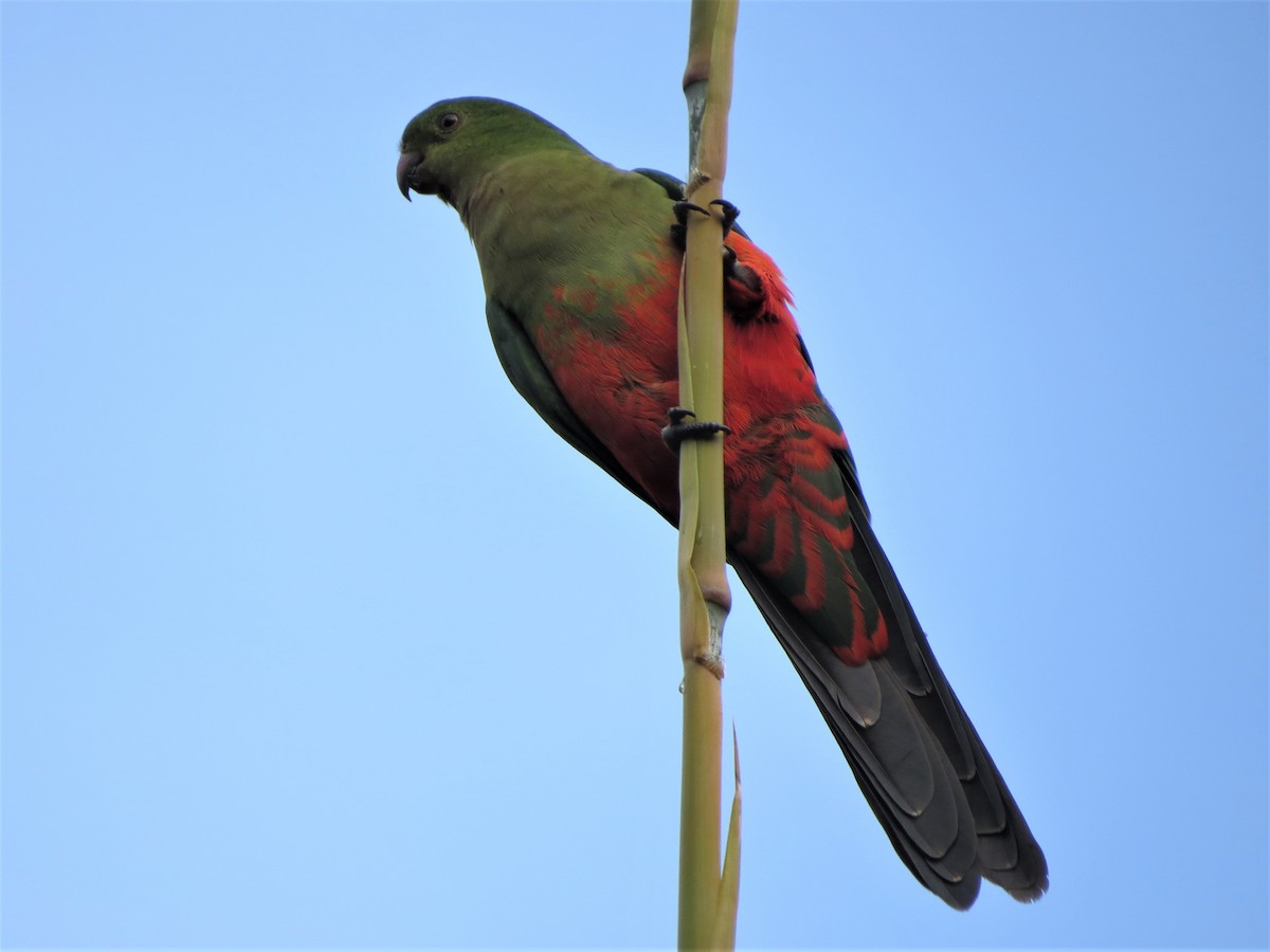Avustralya Kral Papağanı - ML95293071