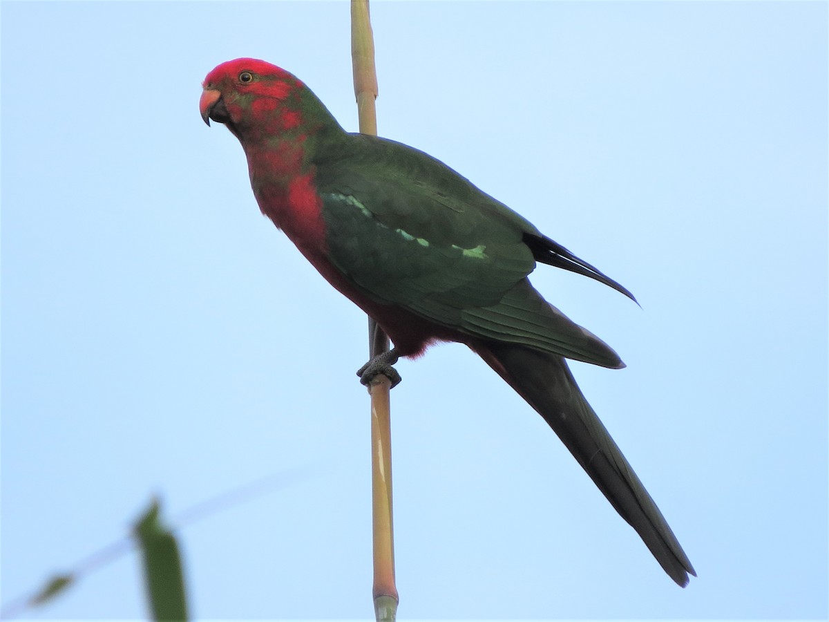 Australian King-Parrot - ML95293121