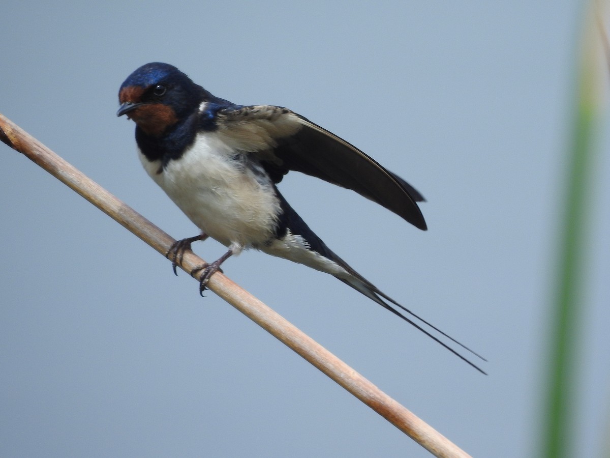 Barn Swallow - ML95293361