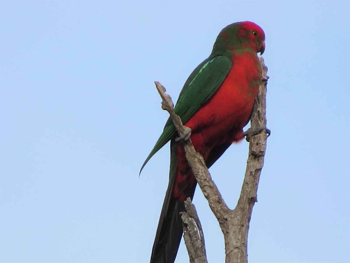 Avustralya Kral Papağanı - ML95293661