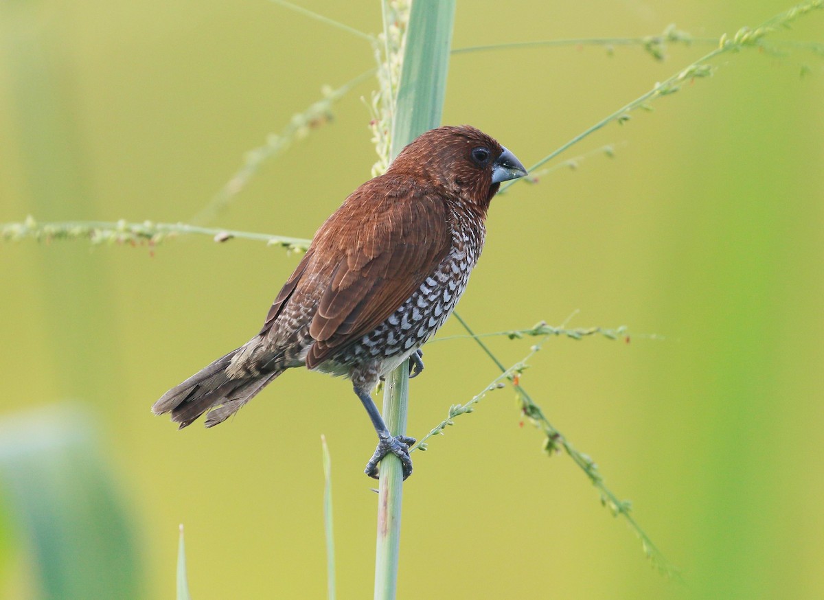 Scaly-breasted Munia - Neoh Hor Kee
