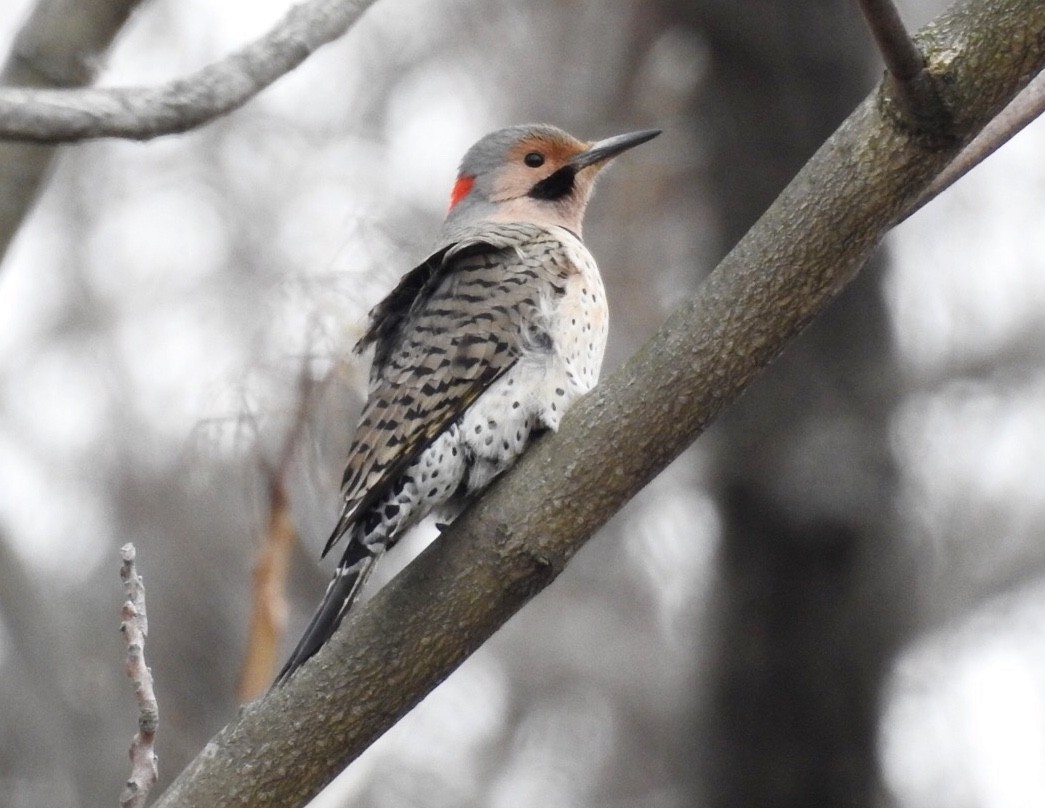 Northern Flicker - Candy Giles