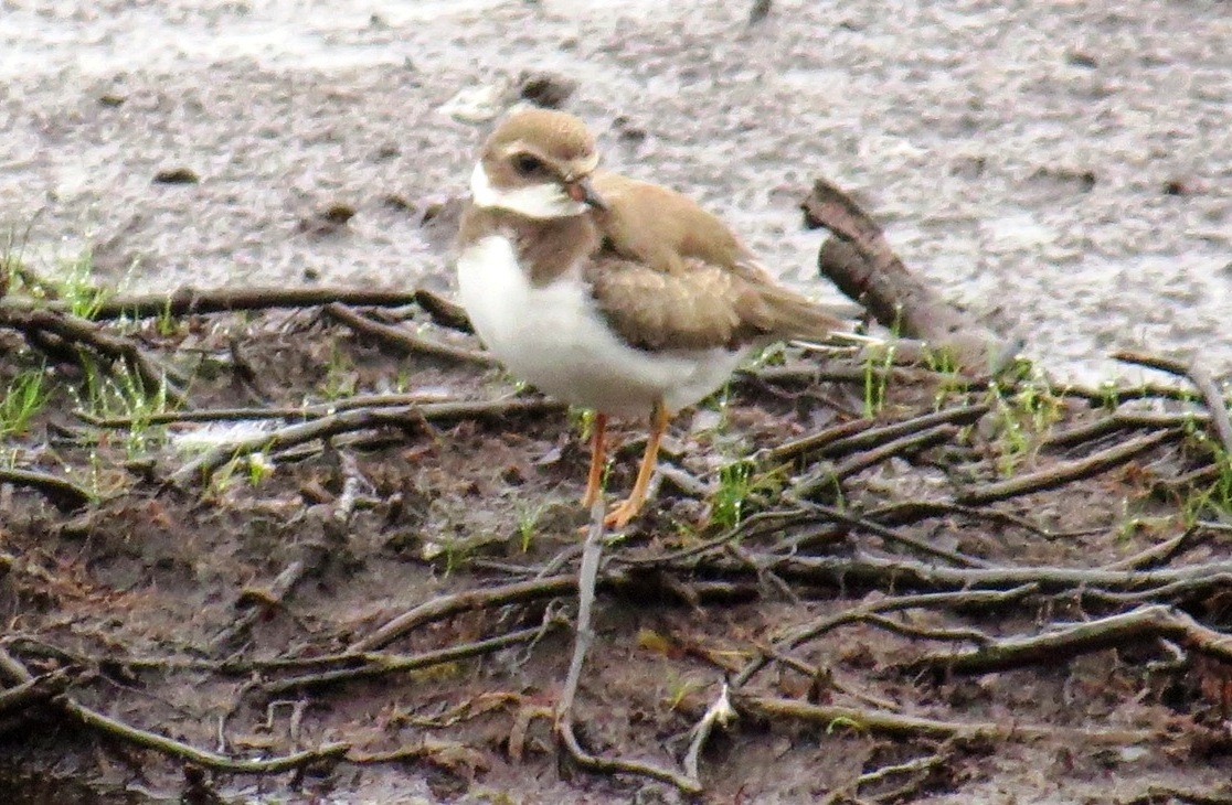 Semipalmated Plover - Nancy Magnusson