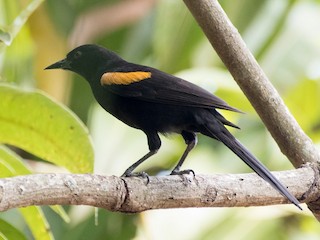 成鳥 (Yellow-shouldered) - Flavio Moraes - ML95304731