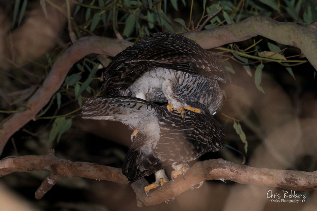 Powerful Owl - Chris Rehberg  | Sydney Birding