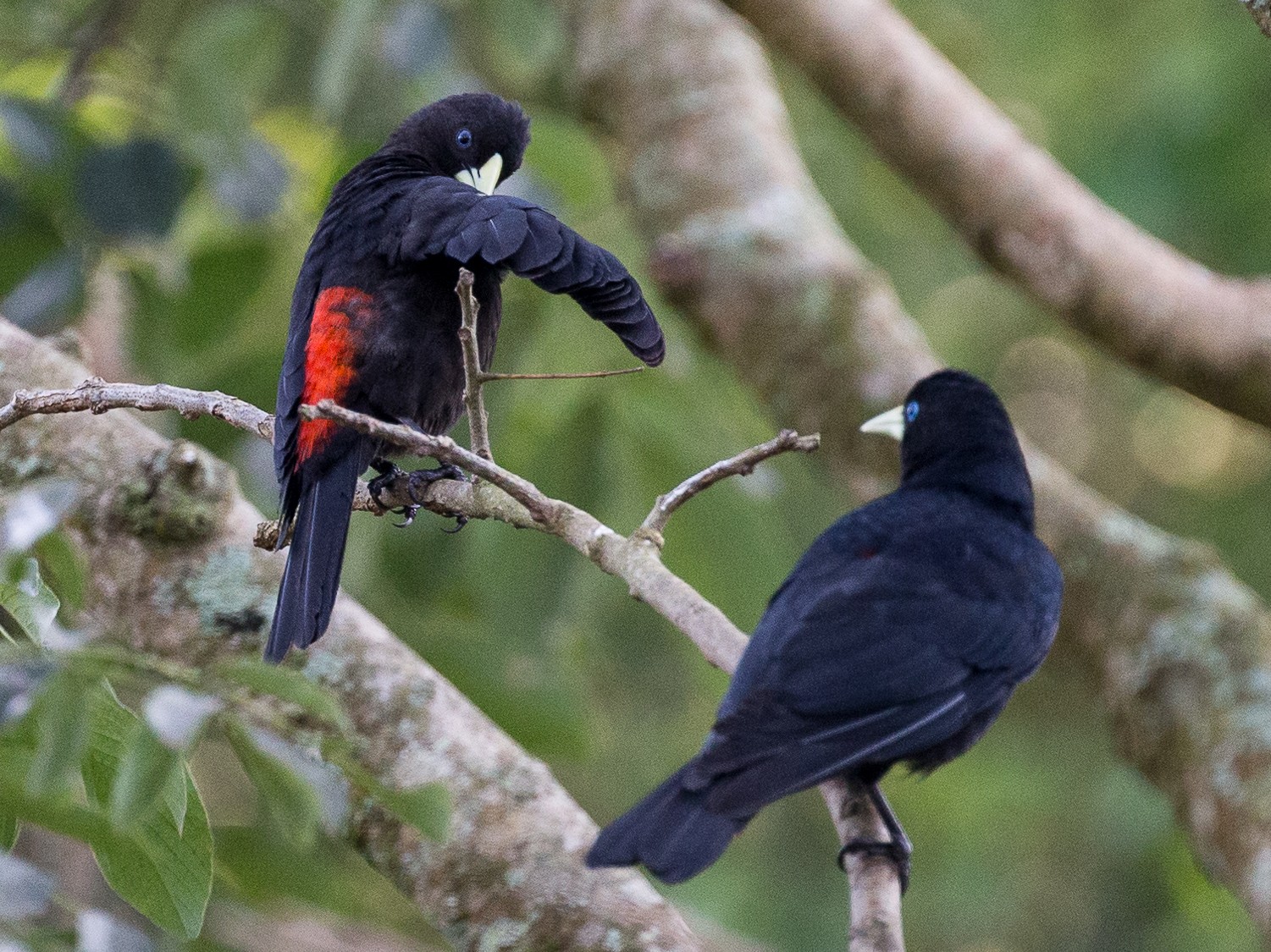 Red-rumped Cacique - Meg Barron