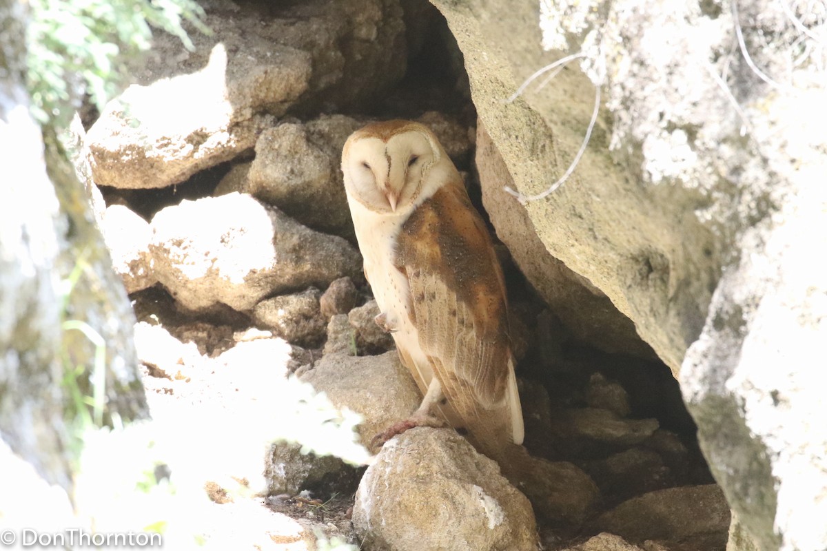 Barn Owl - margeNdon thornton