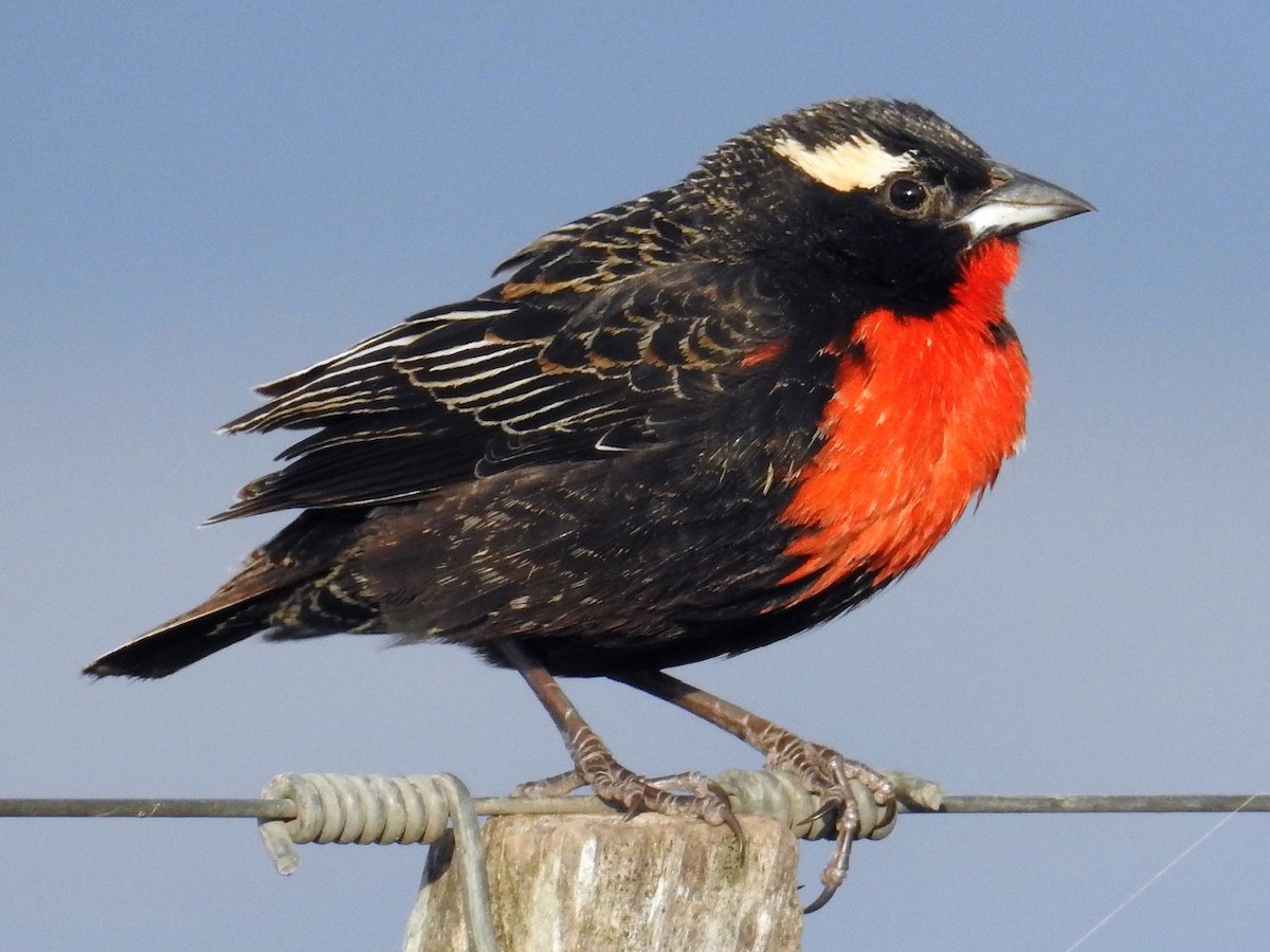 White-browed meadowlark