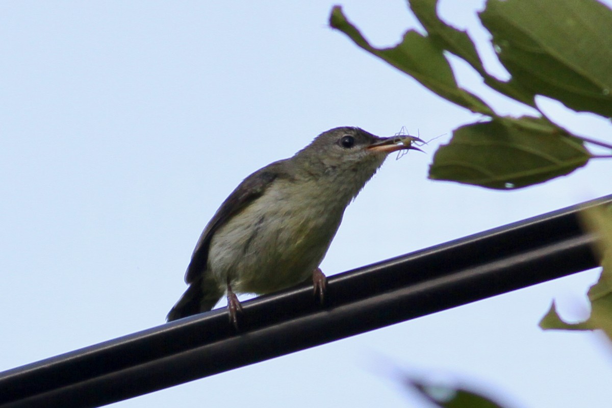 Fork-tailed Sunbird - ML95306971