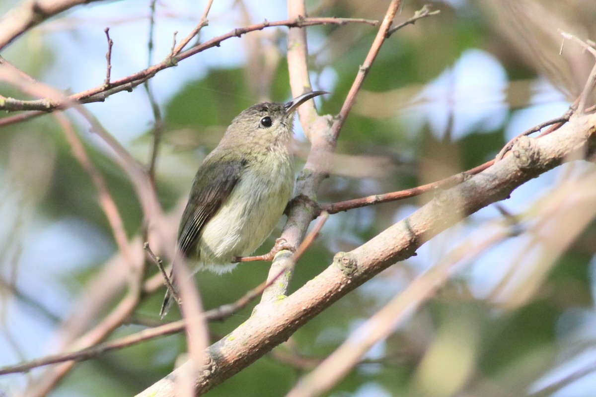 Fork-tailed Sunbird - Ting-Wei (廷維) HUNG (洪)