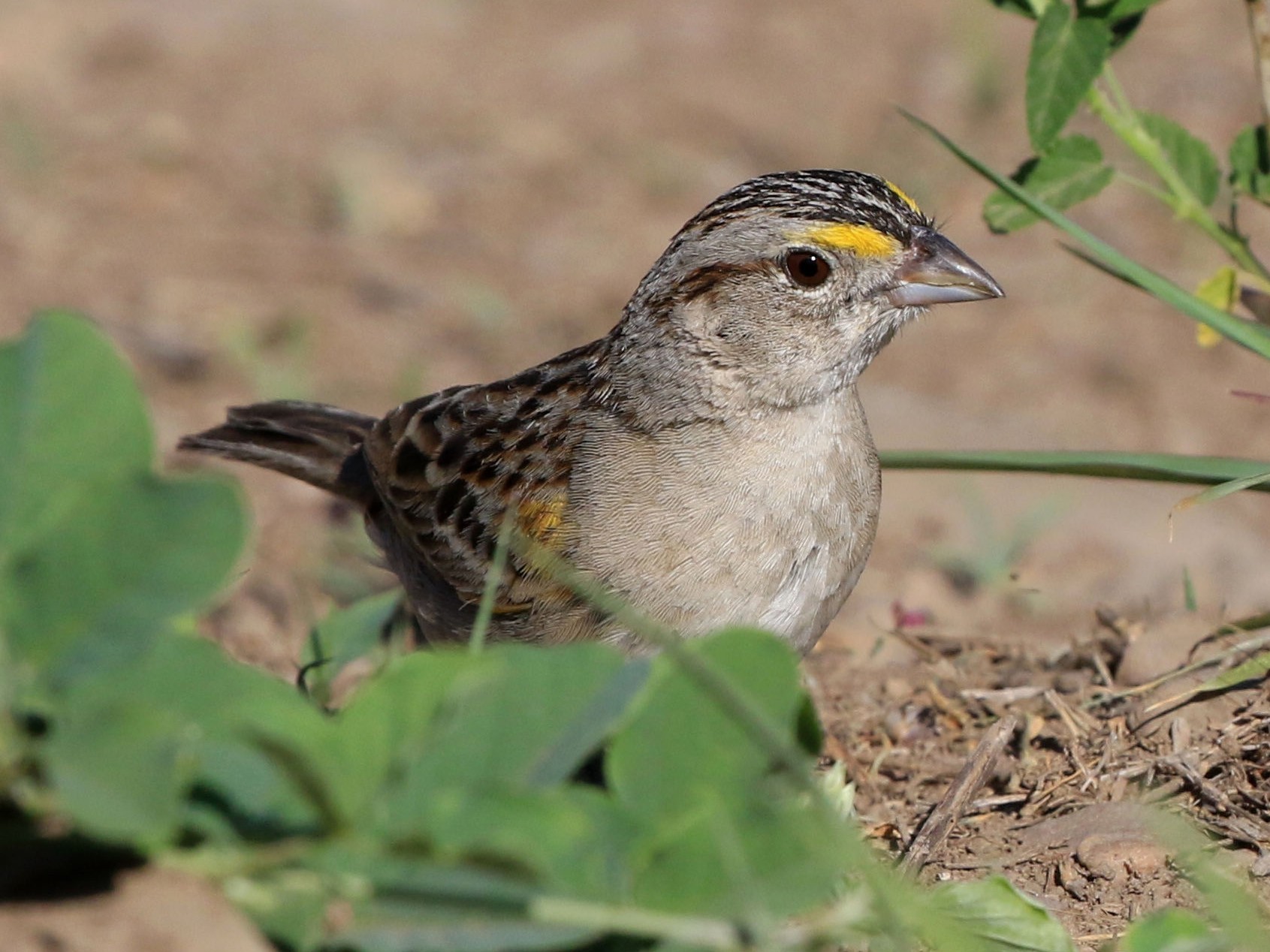 Grassland Sparrow - Patrick MONNEY