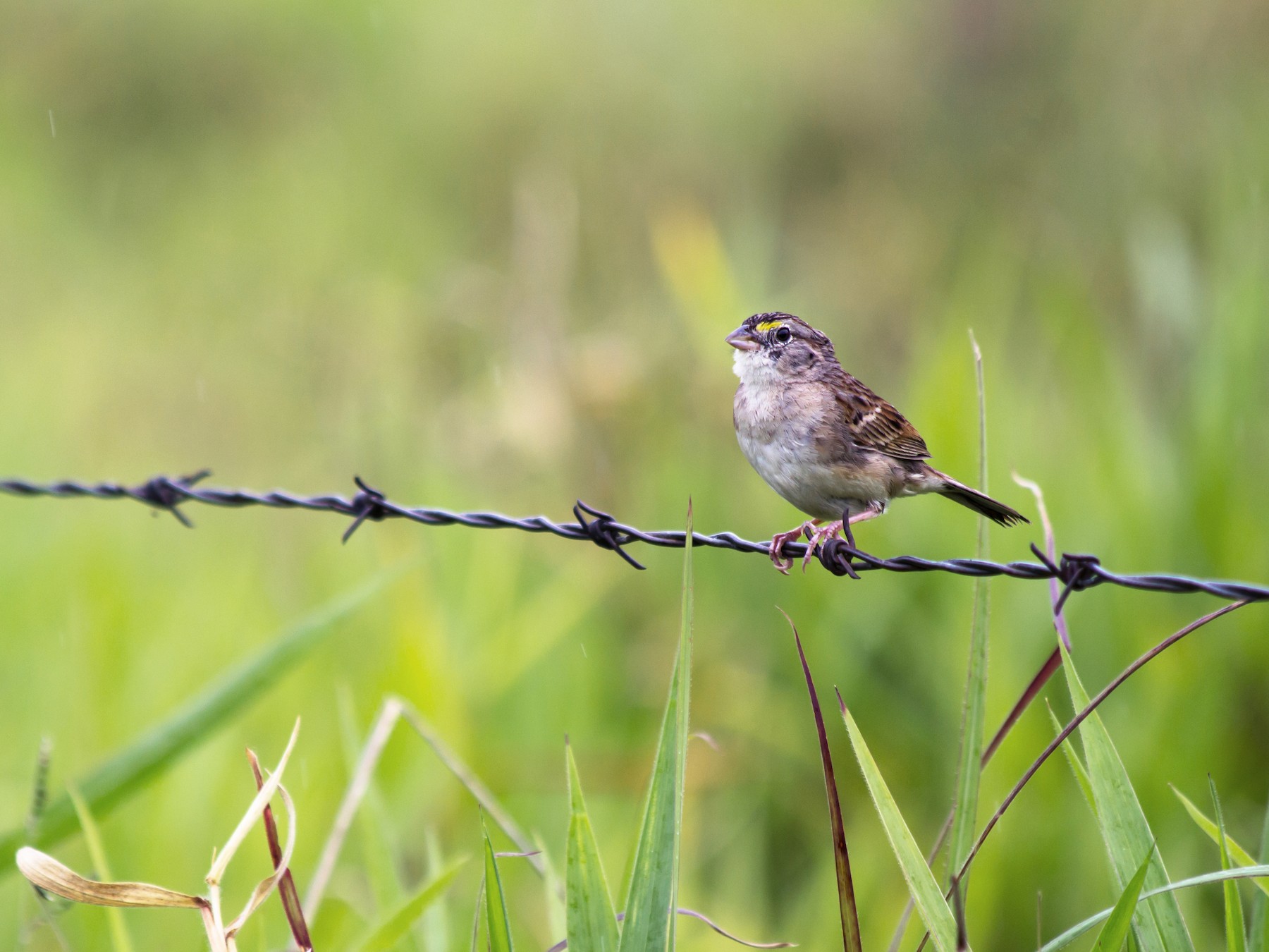 Grassland Sparrow - André  Zambolli
