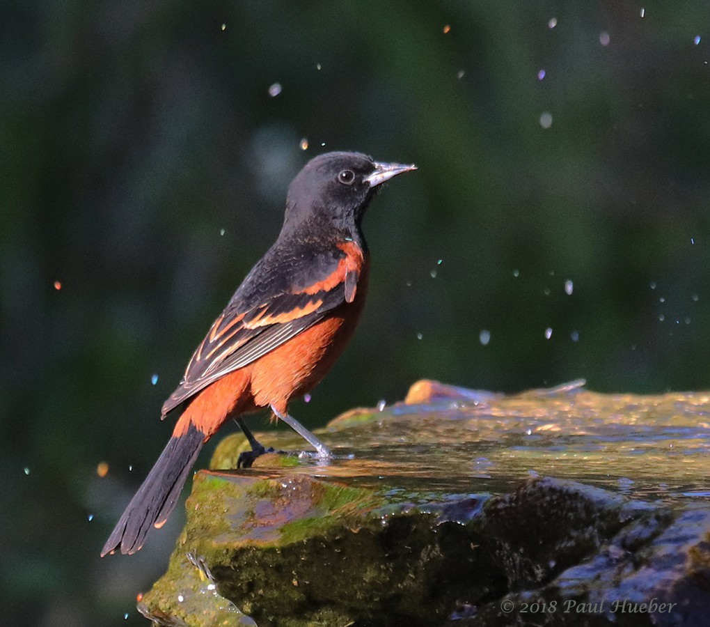 Orchard Oriole - ML95309081