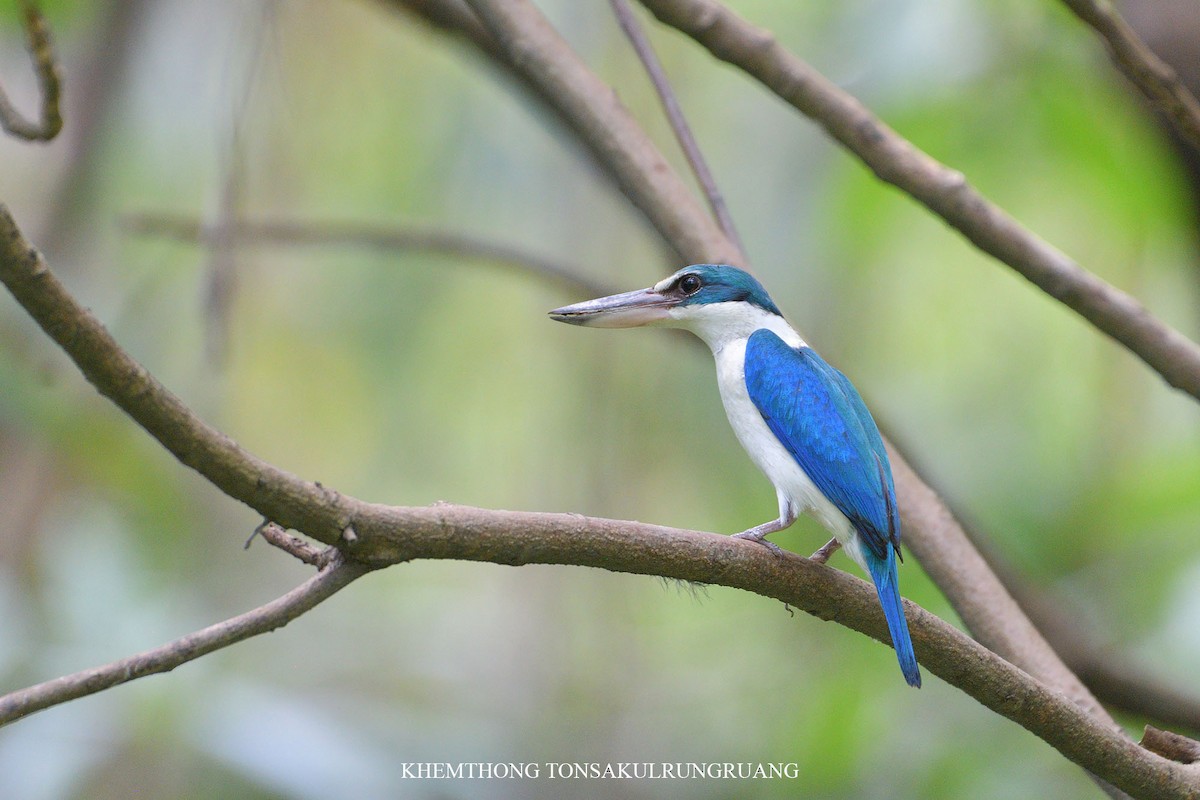 Collared Kingfisher (Oriental) - Khemthong Tonsakulrungruang
